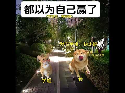 都以为自己赢了 有趣 猫meme 猫meme剧场 猫meme小剧场 内容过于真实  故事 貓 猫猫meme小剧场 喵不… サムネイル