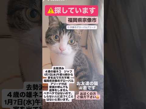 飼い主さんが探していますcats shorts 球太 サムネイル