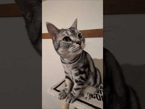 アメショーのラッテ アメショ アメリカンショートヘア 猫と暮らす家猫との暮らし猫 サムネイル