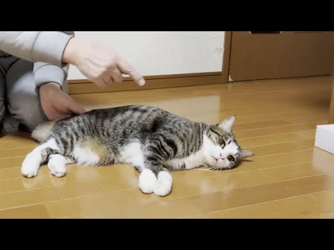 コテンって転がって身を委ねてしまう猫 サムネイル