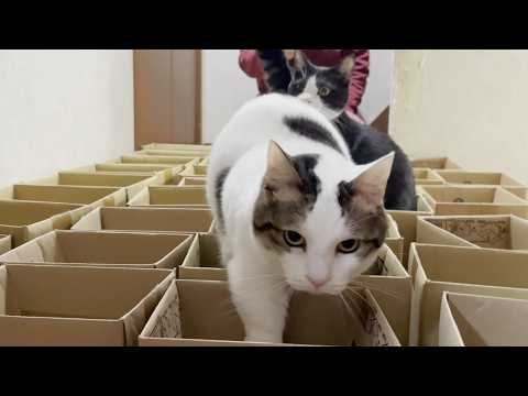 ダンボール箱でクロールを泳ぐ猫 サムネイル