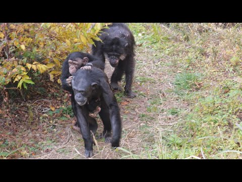 チヨちゃんとツバキの花とリョウマディスプレイ　かみね動物園　チンパンジー　202512 サムネイル