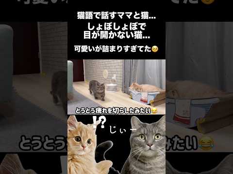 疲れて眠りこける登場人物みんな可愛いすぎたwshorts 猫 猫のいる暮らし サムネイル