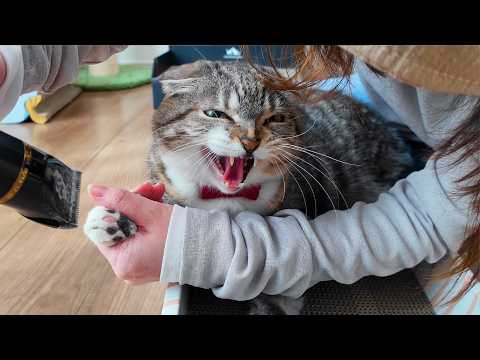 猫のオケトゥのおけけを刈ったらすごい喧嘩とシャーが🤣🤣🤣 サムネイル