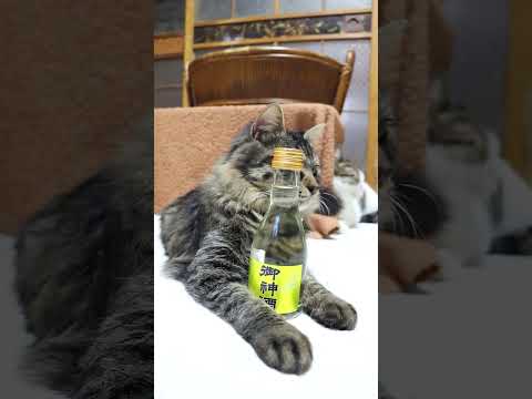 御神酒　251231　ねこ　のせ猫　御神酒　 cat cute kitten　 猫のいる暮らし ねこ cutecat… サムネイル