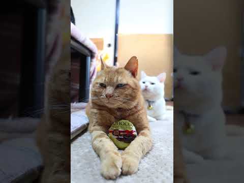 チョコレートケーキ大福　260126　のせ猫　大福　 cat cute 猫のいる暮らし　 ネコ　 cutecat　 ね… サムネイル