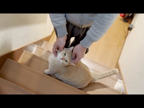 たまにお父さんのことが本当に興味がなくなる猫 サムネイル