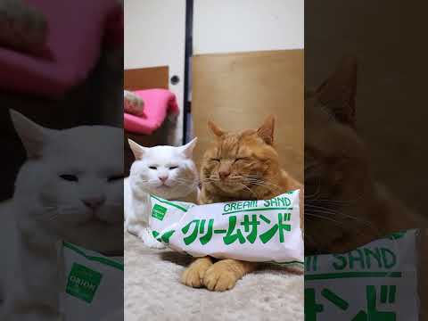 クリームサンド オリオンベーカリー　260109　のせ猫　 cat cute ねこ　 ネコ　 オリオンベーカリー　 癒… サムネイル