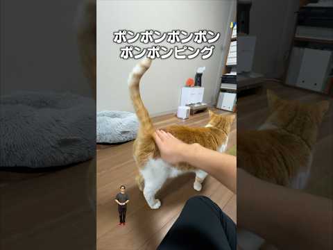 「猫のお尻をポンピング」猫あるある|フルはApple Musicほか音楽アプリへ サムネイル