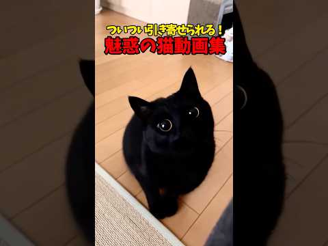 可愛さには、重力があると思うんですよね☺️ 猫 cat cats cute サムネイル