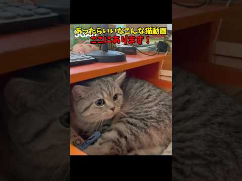 こういうのでいいんだよこういうので〜 猫 cat cats cute サムネイル