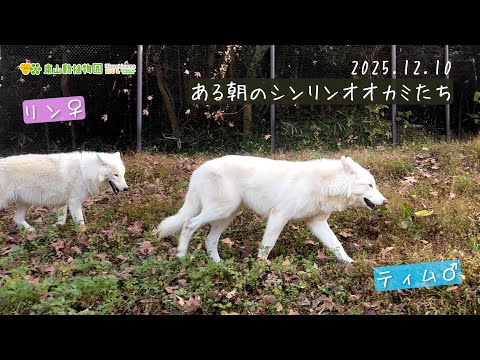 【東山動植物園公式】ある朝のシンリンオオカミたち《 シンリンオオカミ　オオカミ 》 サムネイル