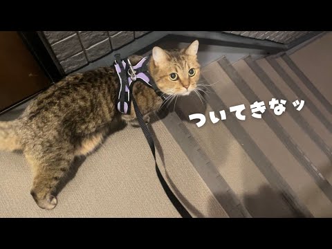 ついに5年間、温室(室内)育ちの猫がお外へ繰り出しました… サムネイル