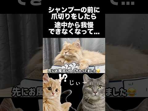限界を迎えた猫のささやかな抵抗が可愛いwshorts 猫 猫好きさんと繋がりたい サムネイル