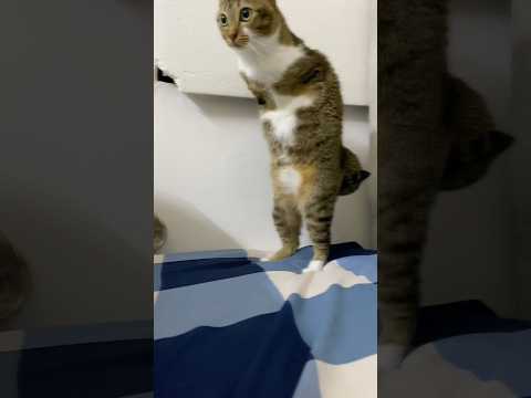 Strong beats, strong cat サムネイル
