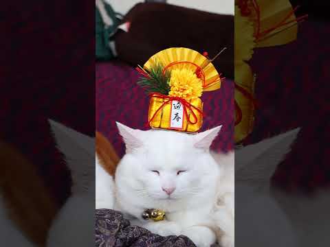 迎春　のせ猫　260101　迎春　のせ猫　 cat cute kitten　 猫のいる暮らし ねこ cutecat… サムネイル