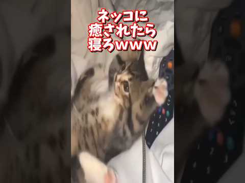 ネッコの動画で癒されたら寝ろｗｗｗ　2ch  動物  猫 癒やし ねこ動画 サムネイル
