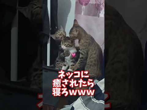 ネッコの動画で癒されたら寝ろｗｗｗ　2ch  動物  猫 癒やし ねこ動画 サムネイル