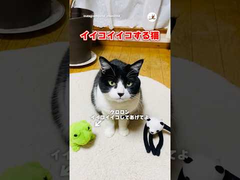 イイコイイコできる猫｜PECO サムネイル