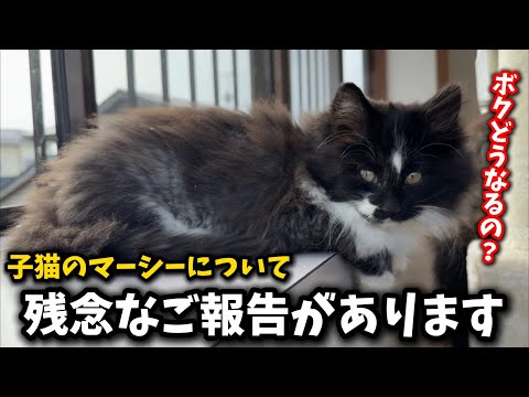 ごめんなさい！子猫に可哀想な思いをさせてしまいました サムネイル