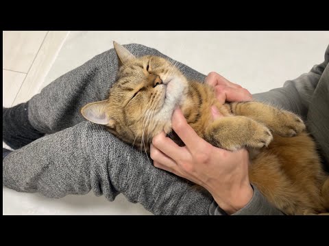 ぬいぐるみのように好き放題にマッサージをされる猫がこちら サムネイル