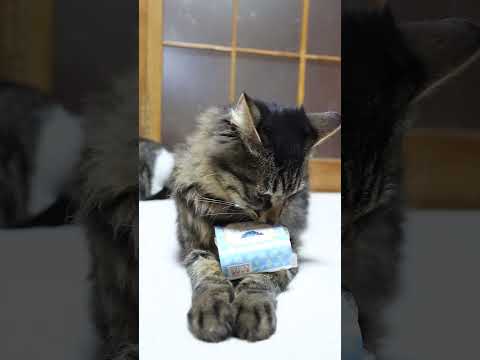 龍泉洞マドレーヌ　260119　のせ猫　龍泉洞　 cat cute ねこ　 cutecat　 猫のいる暮らし　 ネコ… サムネイル