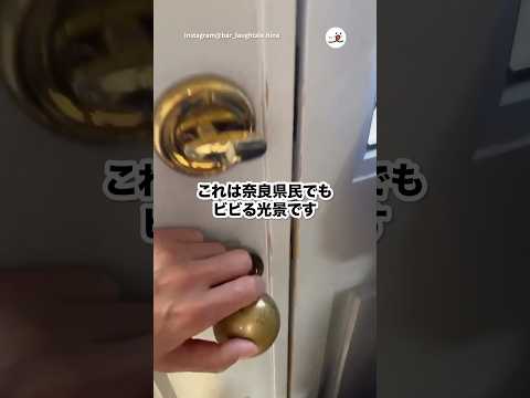 シカたないのかもしれない！！！｜PECO サムネイル