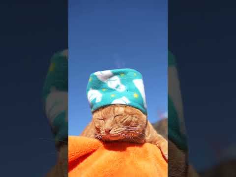 まふらー　260204　のせ猫　 cat cute ねこ　 猫のいる暮らし　 ネコ　 猫のいる生活　 cutecat… サムネイル