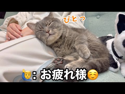 ママにくっついて眠る猫と、どうしてもお気に入りの場所で眠りたい猫が可愛すぎた サムネイル