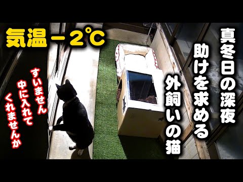 寒さに耐えきれず助けを求めてやってきた外飼いの猫 サムネイル
