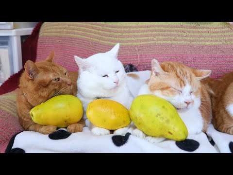 かりん　のせ猫　　260115 サムネイル