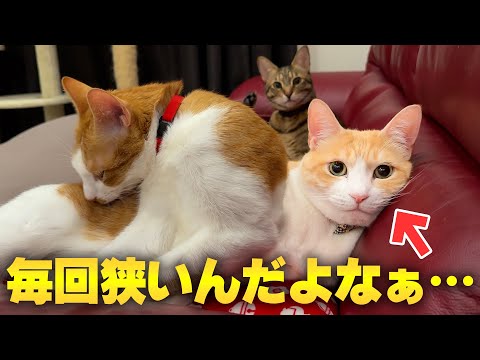 いつも他の猫に枕にされてるロビンの、無言の訴えがこちらです… サムネイル