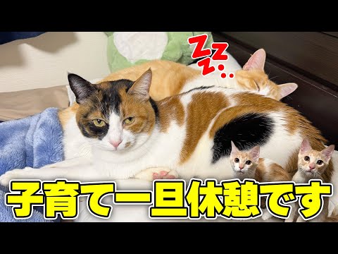 子猫たちの遊び相手をしてくれた猫たちが、目を開けたまま寝てしまいましたwww サムネイル