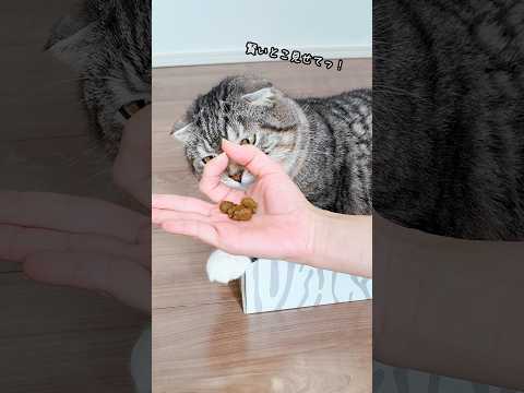 猫の賢さがわかるチャレンジに挑戦したらまさかの学力🤣🤣🤣 猫 サムネイル
