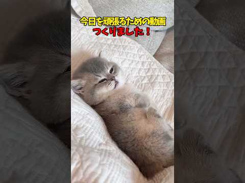 今日も、明日も頑張ろう🔥 猫 cat cats cute サムネイル