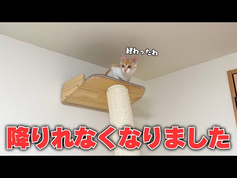 子猫に最大のピンチが訪れました。 サムネイル