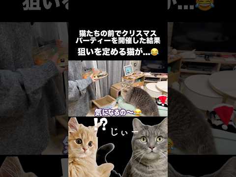 人間食に興味津々の猫たちが可愛すぎた...shorts 猫 猫好きさんと繋がりたい サムネイル
