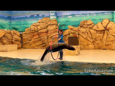 《鳥羽水族館》カリフォルニアアシカ「ナツ」がショーデビューしました！ サムネイル