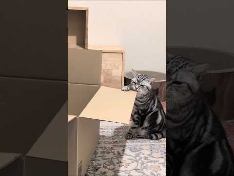 アメショーのラッテ アメショ アメリカンショートヘア 猫と暮らす家猫との暮らし猫 サムネイル