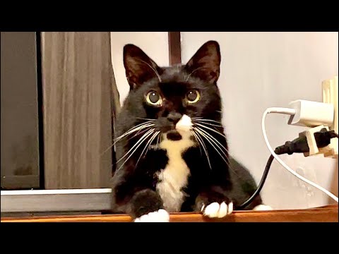 99%が5分で眠くなる😴 ｜猫×水の音｜Deep Relax｜Cat Purring & Wooden Balls サムネイル