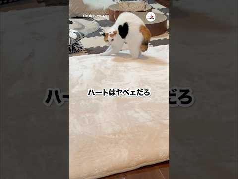 ケンカではなく❤️上等な猫｜PECO サムネイル