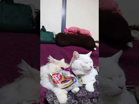 ふんわりどら焼・あずき　260103　のせ猫　 cat ねこ ネコ　 猫のいる暮らし　 cute　 猫のいる生活　 ね… サムネイル