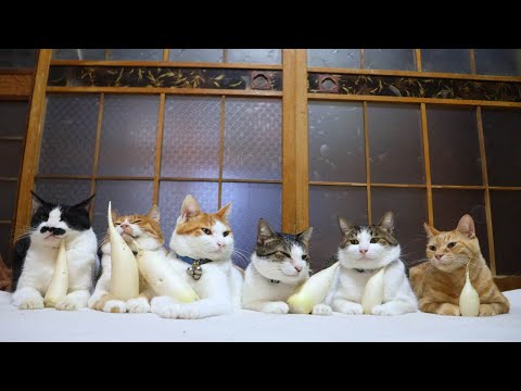 大根のせ猫　260107 サムネイル