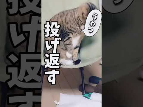 大福と球太続きはYouTube動画catsshorts 球太 サムネイル