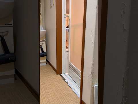 出方がわからん ひのき猫 cat 猫 ひまわり猫 shorts サムネイル