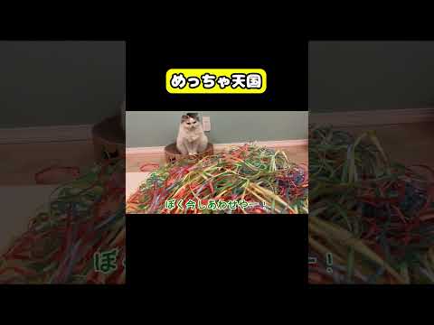 めっちゃ天国　猫 おもしろ アテレコ ニャンチューバーつくし サムネイル