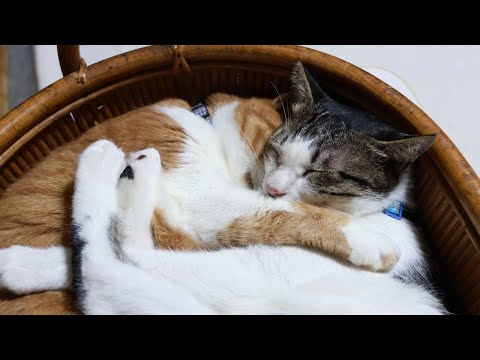 かごのじろぽん　260203 サムネイル