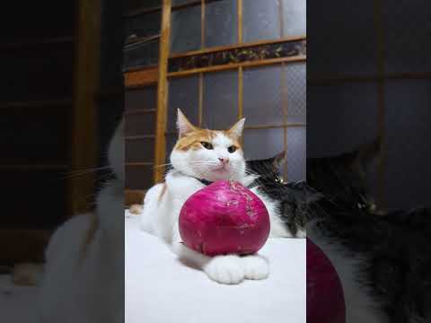 赤蕪　のせ猫　260105　のせ猫　蕪　赤蕪　 cat cute ねこ　 猫のいる暮らし　 ネコ　 猫のいる生活  c… サムネイル