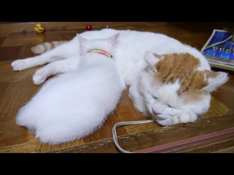 うずまきLIVE配信？　放置？　2026年1月25日 サムネイル
