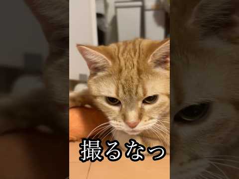 撮るな 猫 アメショ 怒る catうめ サムネイル